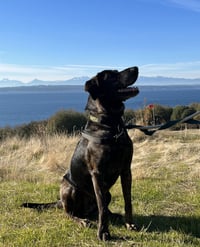 Taz - Photo 10