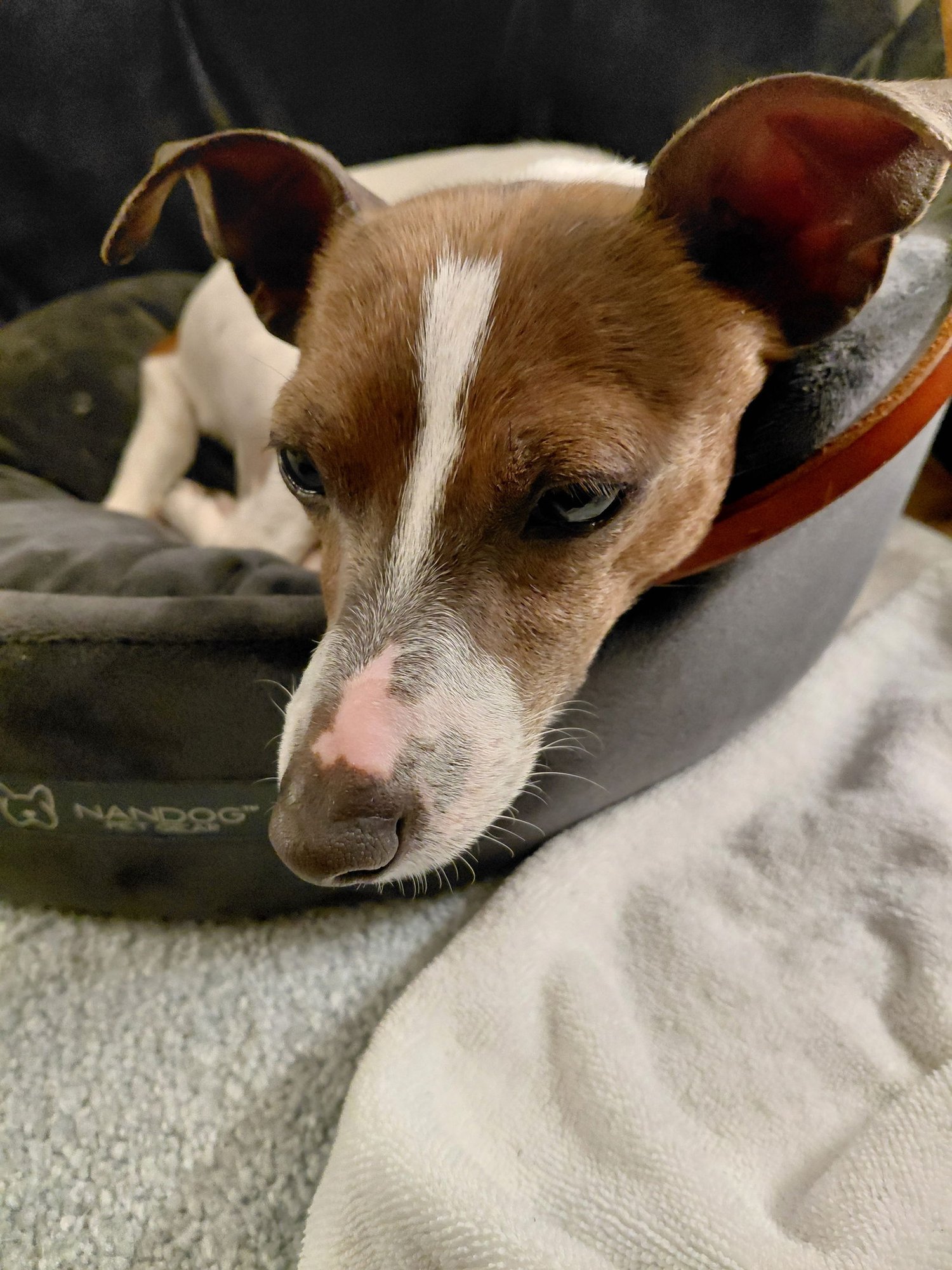 TINY - Chihuahua / Terrier available for adoption