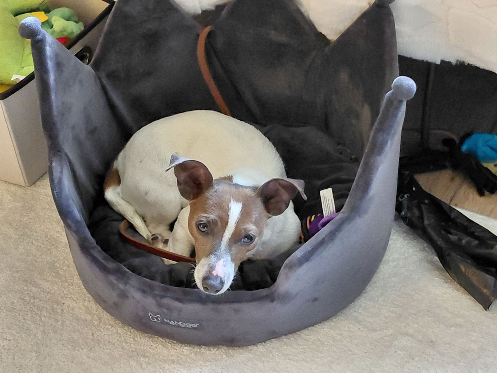 TINY - Chihuahua / Terrier available for adoption