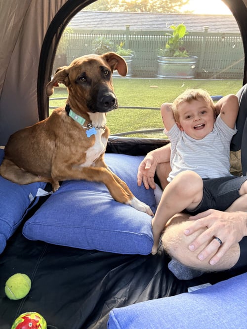 RUMI - Black Mouth Cur / Shepherd available for adoption