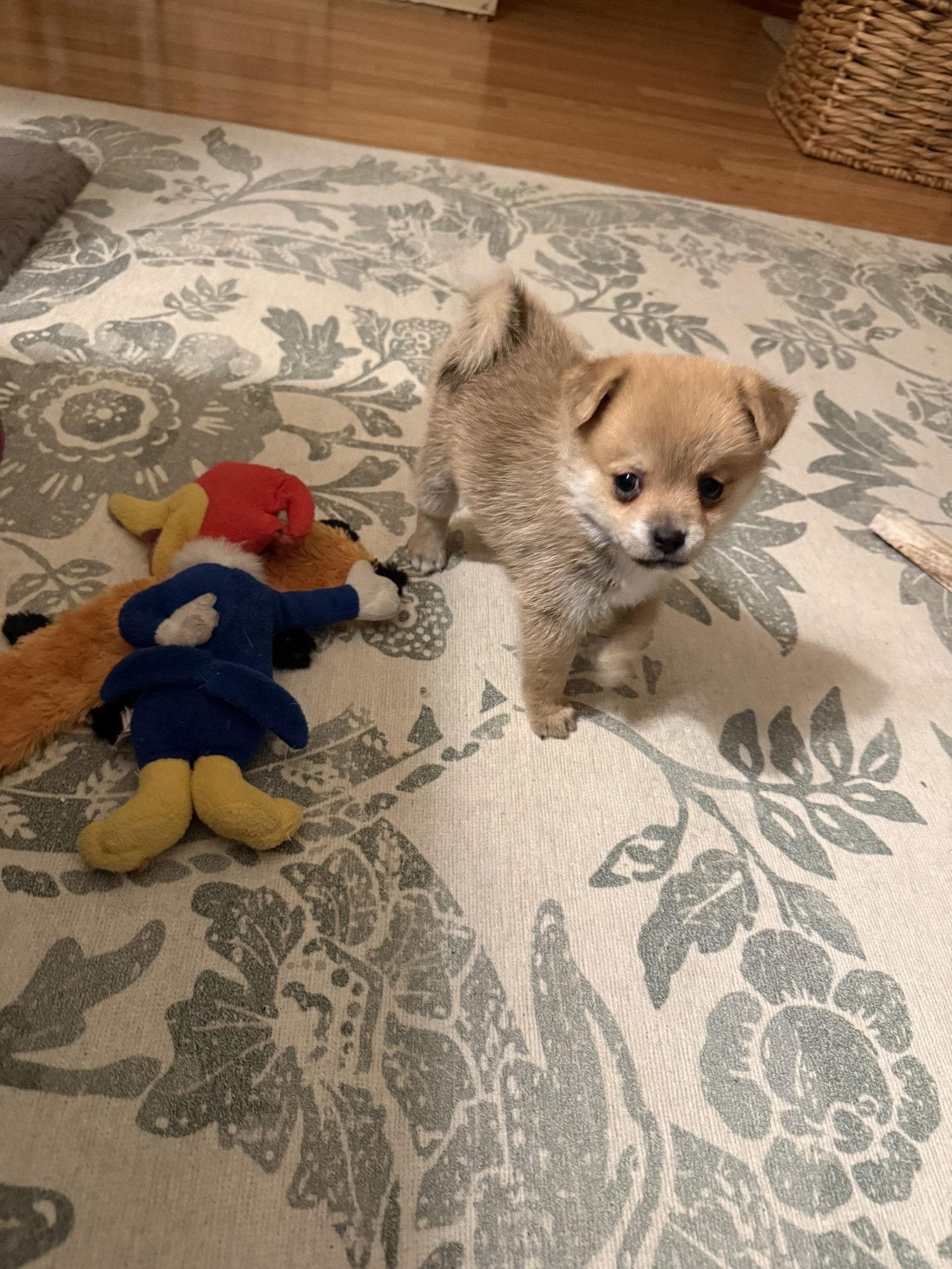 FINN - Chihuahua / Pomeranian available for adoption