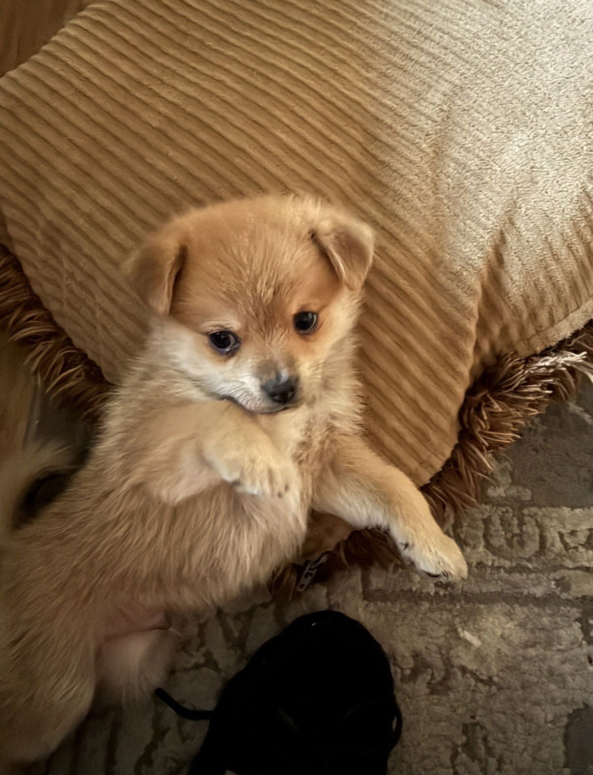 FINN - Chihuahua / Pomeranian available for adoption