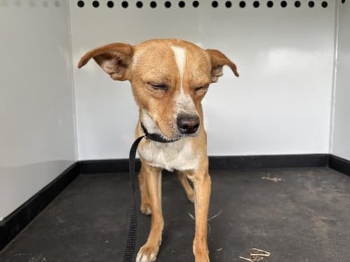 ANDY - Chihuahua available for adoption