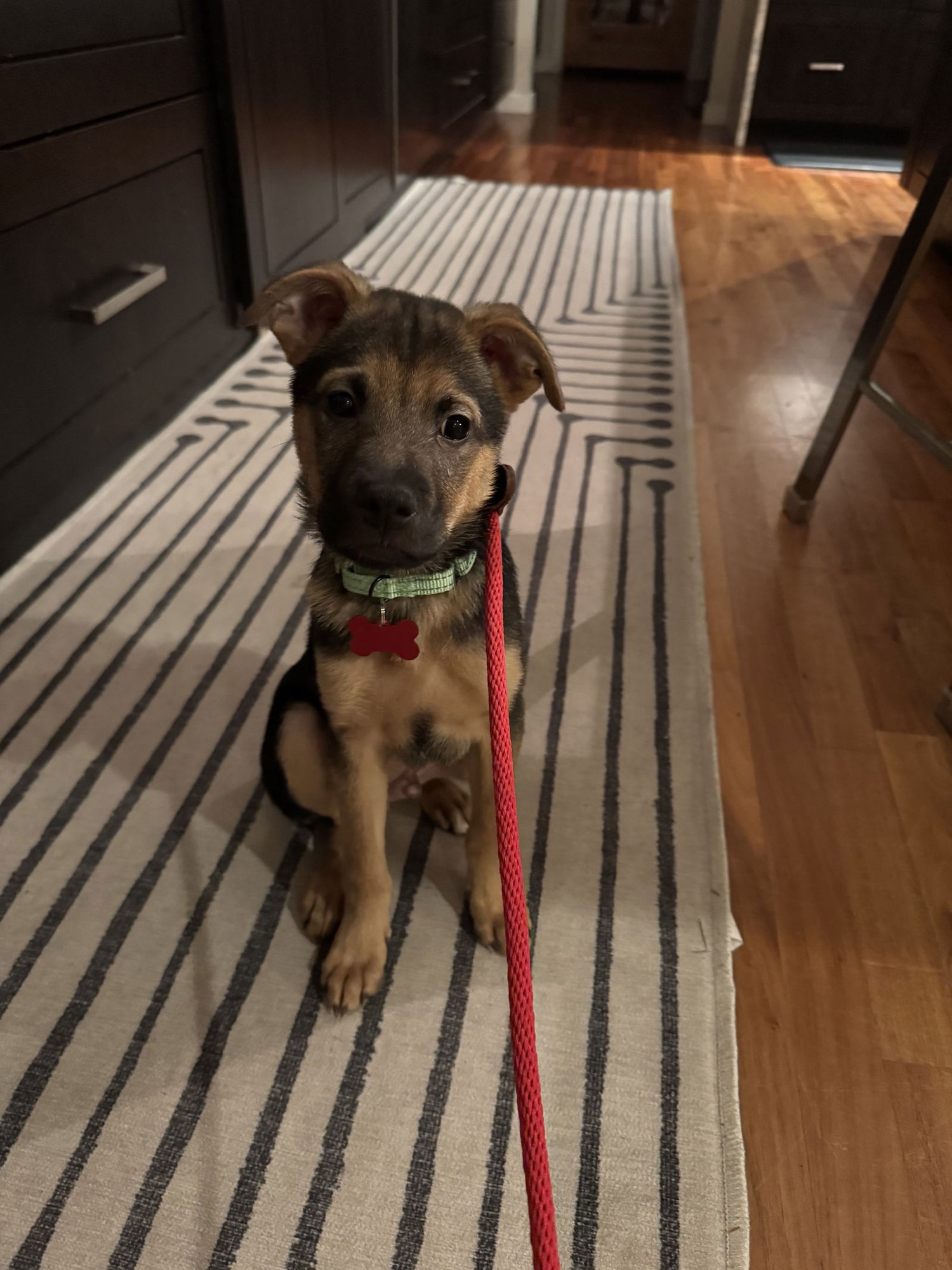 BUDDY - ADOPTION PENDING - Shepherd / Poodle (Miniature) available for adoption