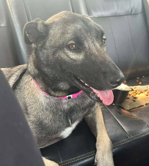 ELLA - Shepherd available for adoption