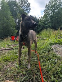 Ella - Photo 6