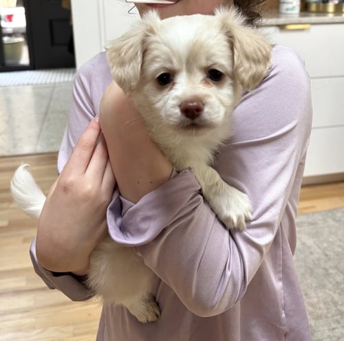 HOPPER - Chihuahua available for adoption