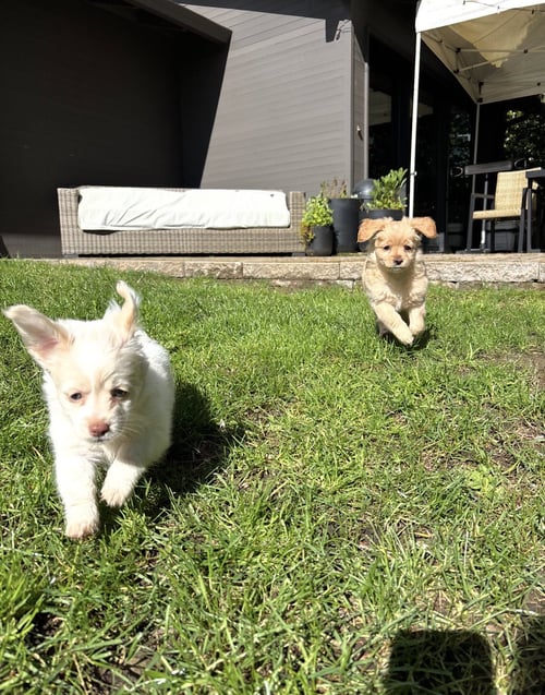 HOPPER - Chihuahua available for adoption