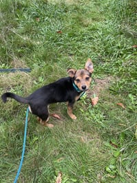 Sage - Photo 20