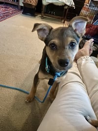 Sage - Photo 21