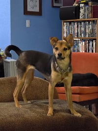 Sage - Photo 3