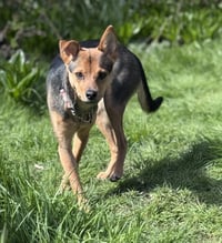 Sage - Photo 5