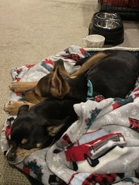 Sage - Photo 22