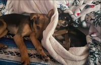 Sage - Photo 10