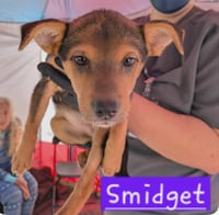 Sage - Photo 23