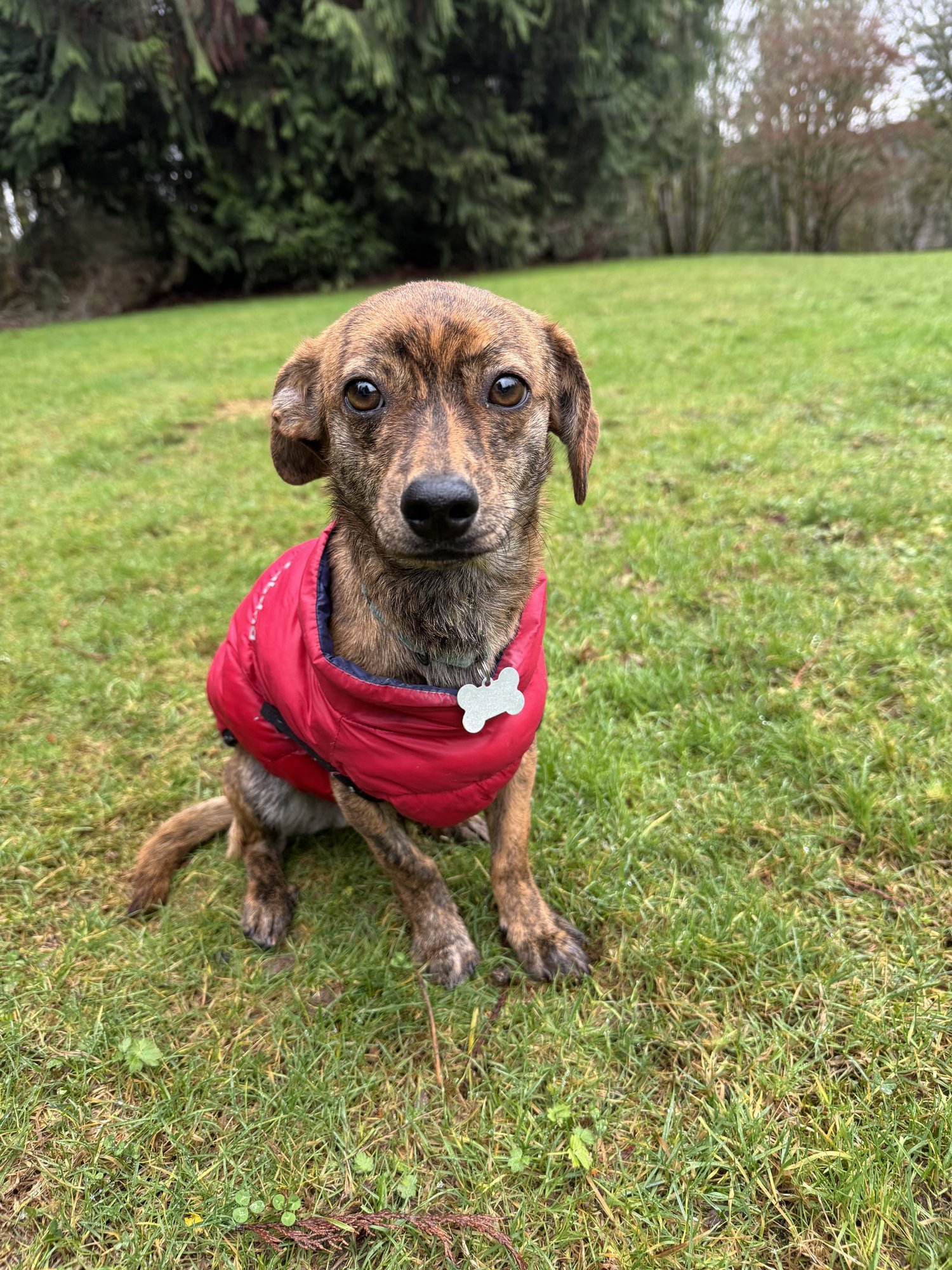 JEREMY - Chihuahua / Dachshund available for adoption