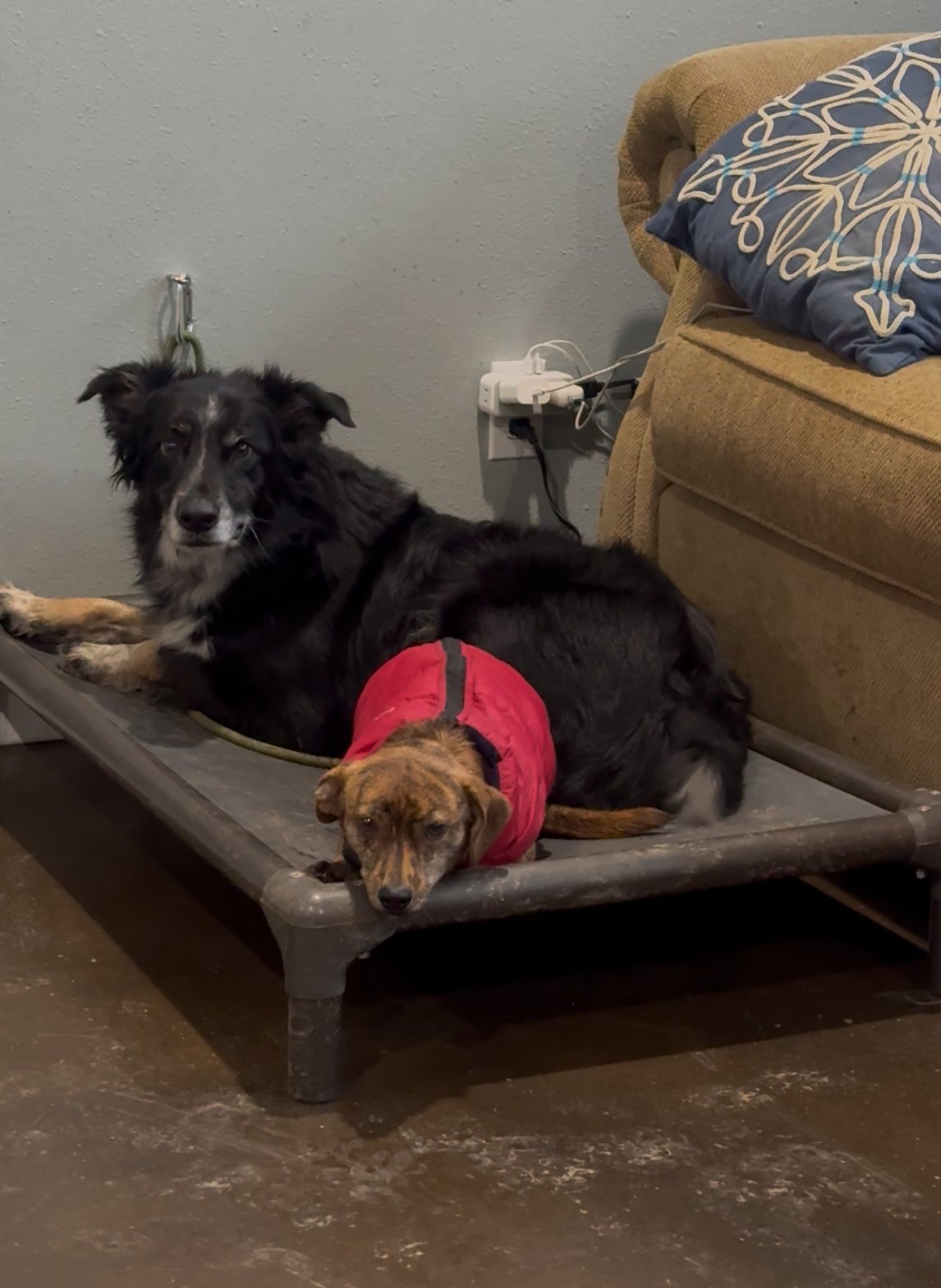 JEREMY - Chihuahua / Dachshund available for adoption