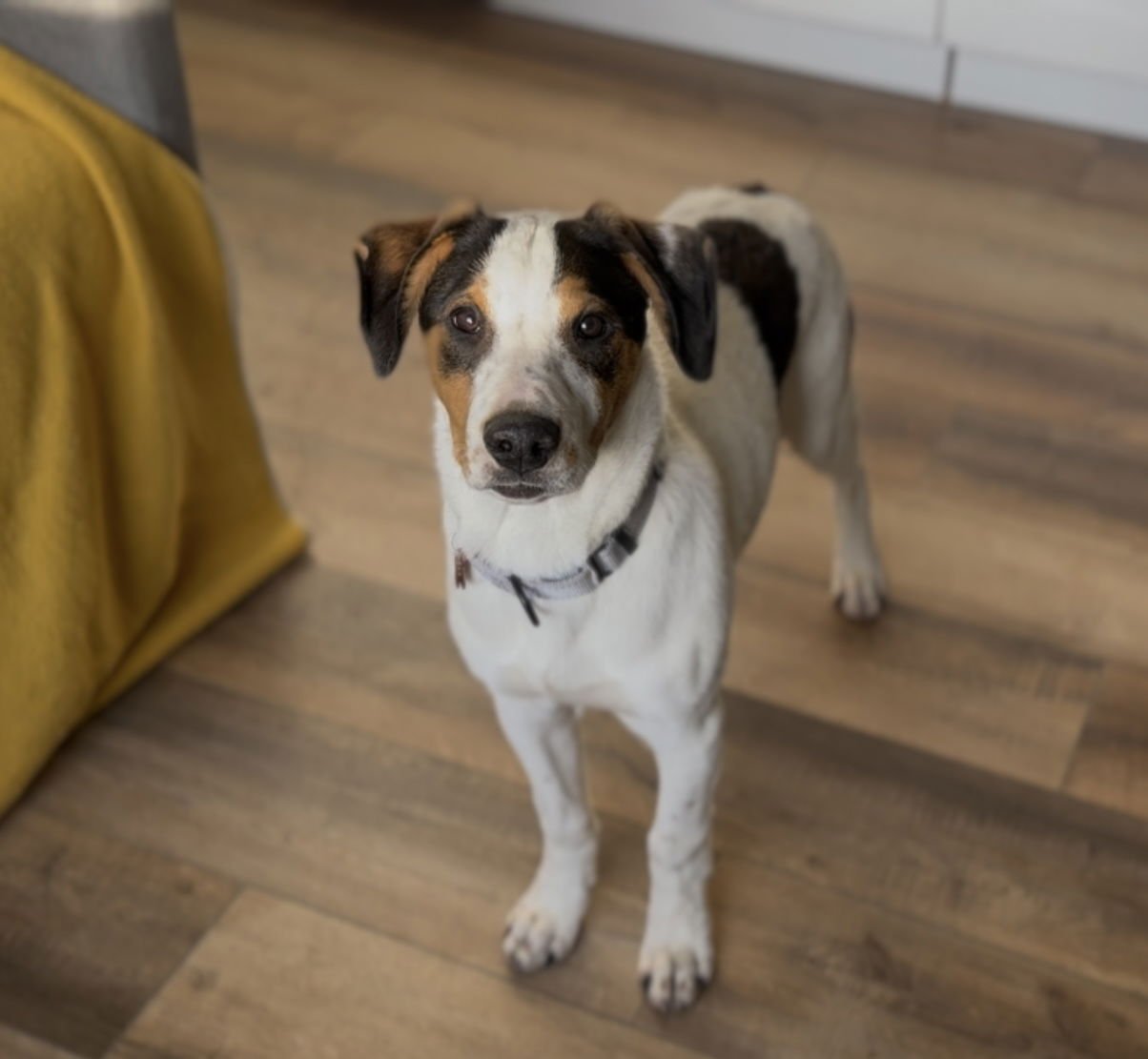 WINNIE - Cattle Dog available for adoption