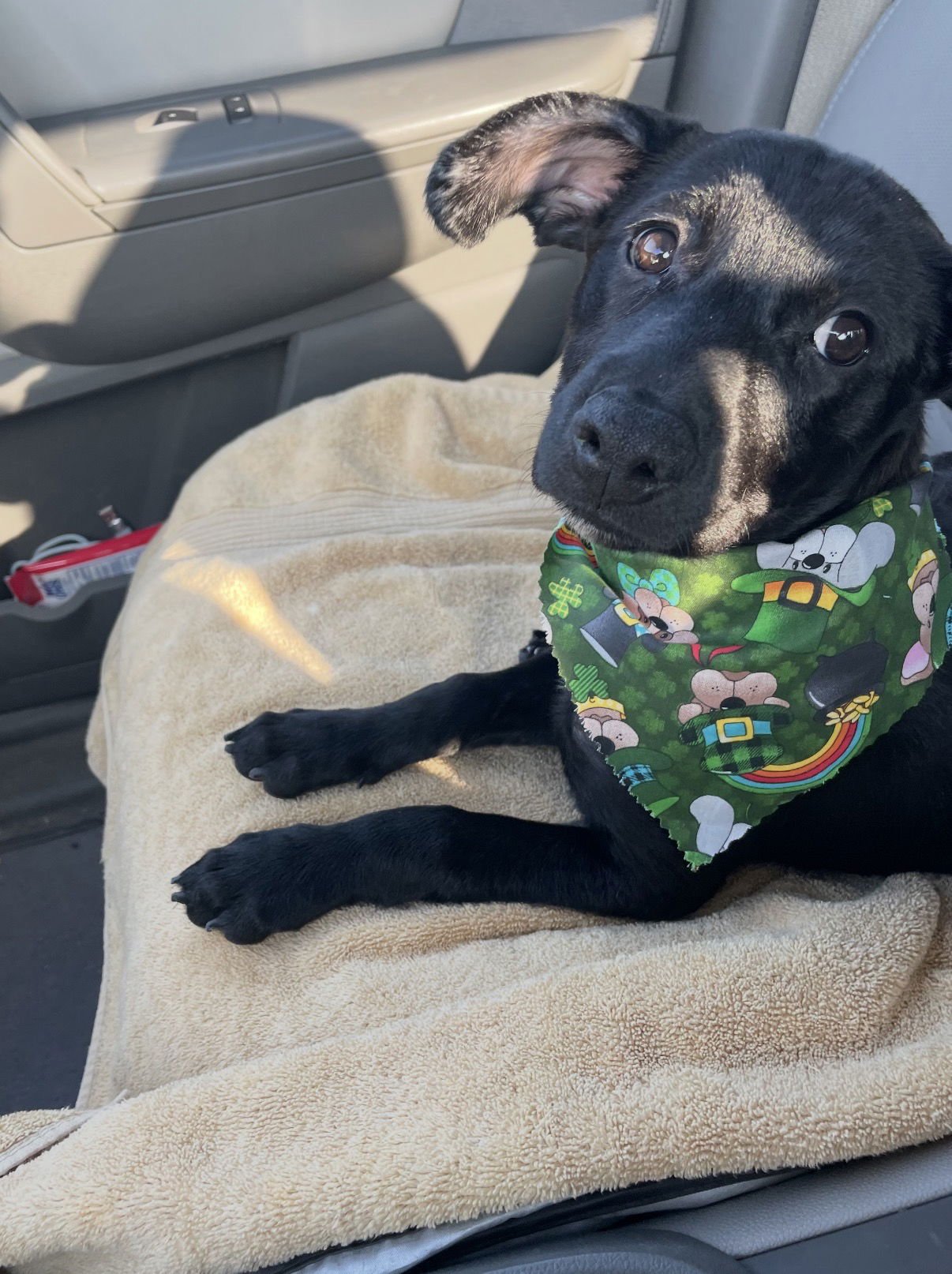 ANNIE - Labrador Retriever available for adoption