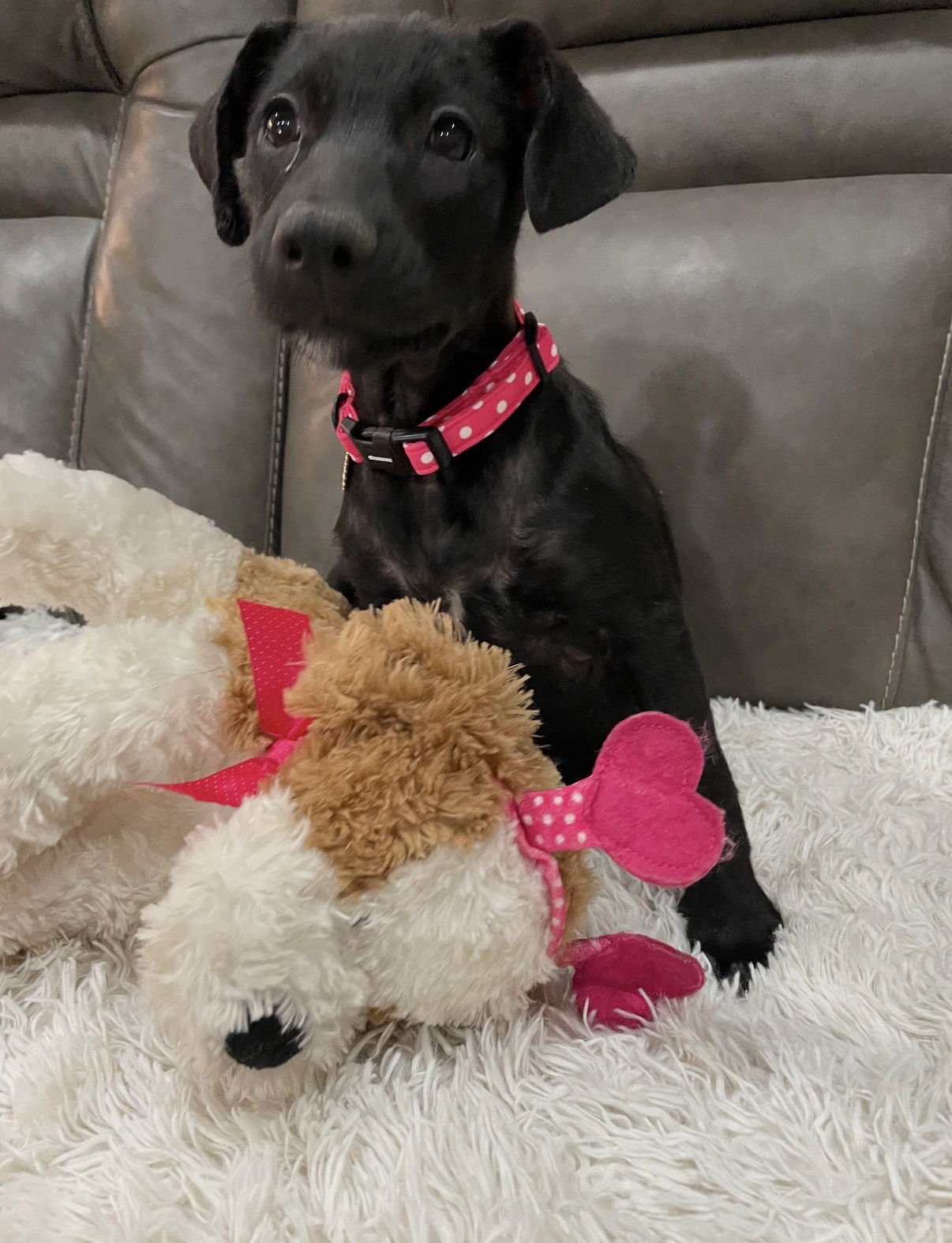 ANNIE - Labrador Retriever available for adoption