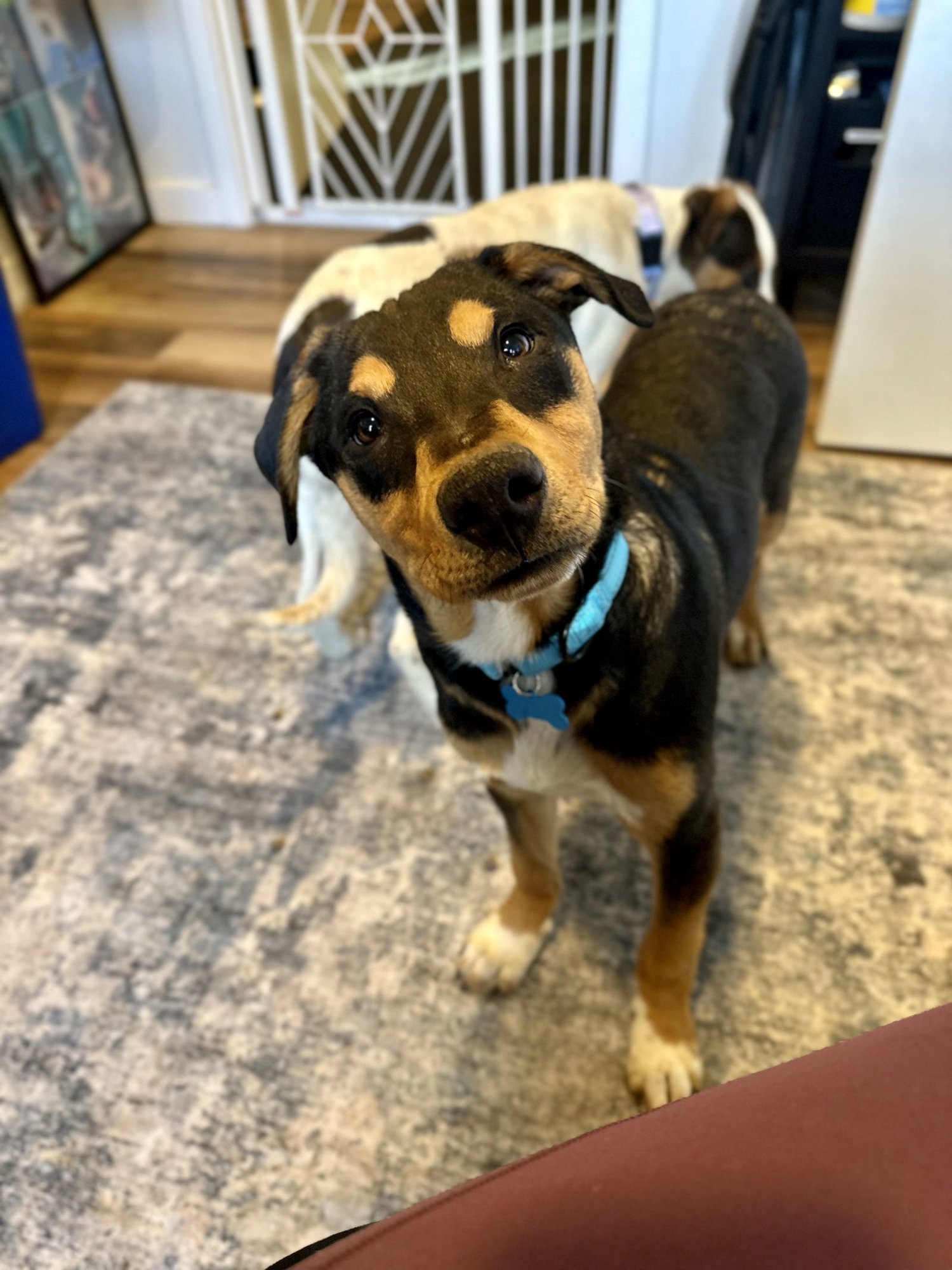 WAYLON - Cattle Dog available for adoption