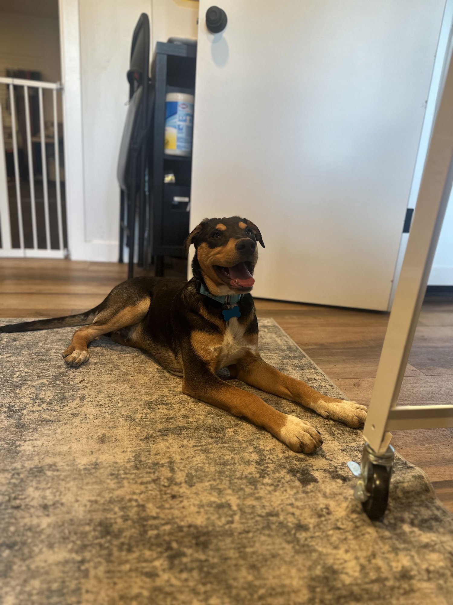 WAYLON - Cattle Dog available for adoption