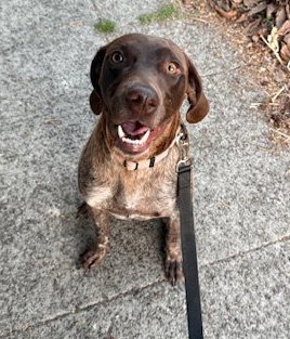 MAY - German Shorthaired Pointer available for adoption