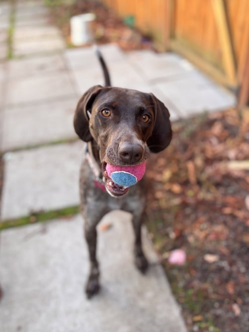 MAY - German Shorthaired Pointer available for adoption