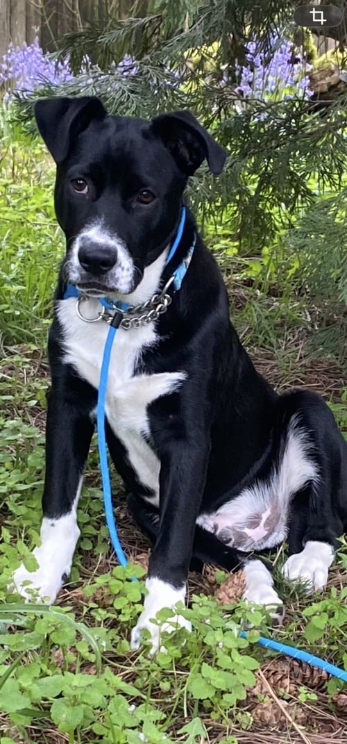 ROMPER - Labrador Retriever / Cattle Dog available for adoption