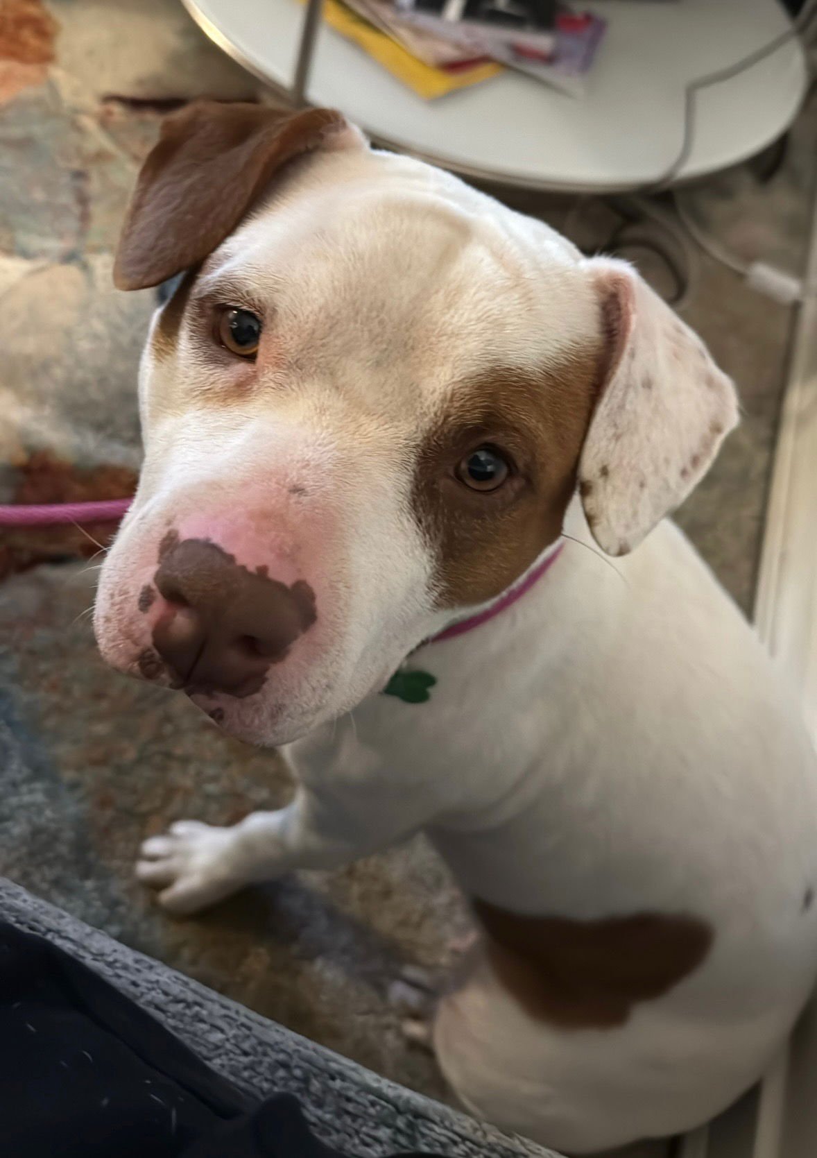 MAPLE - Pit Bull Terrier available for adoption