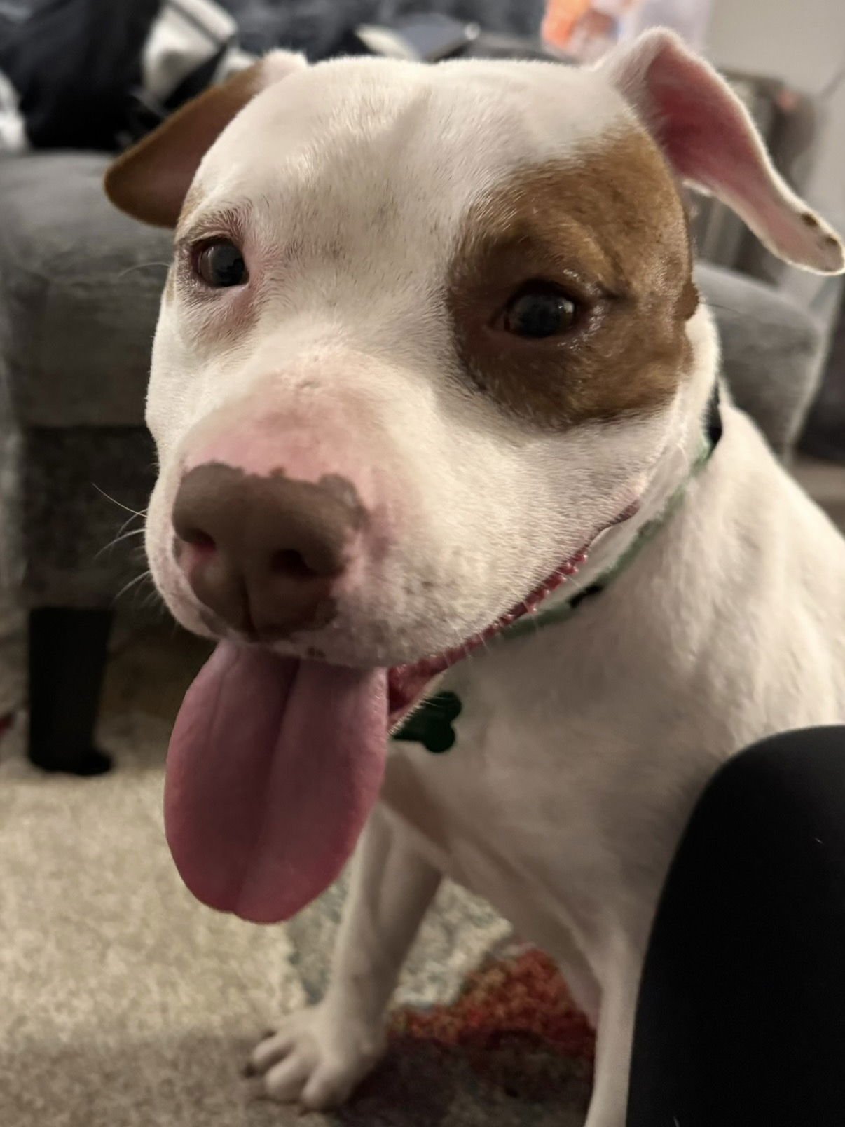 MAPLE - Pit Bull Terrier available for adoption