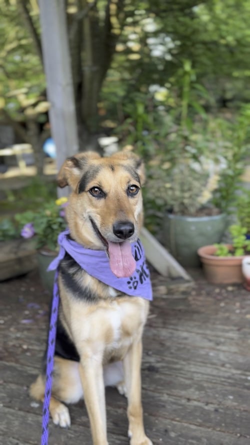 BASIL - Shepherd / Hound available for adoption