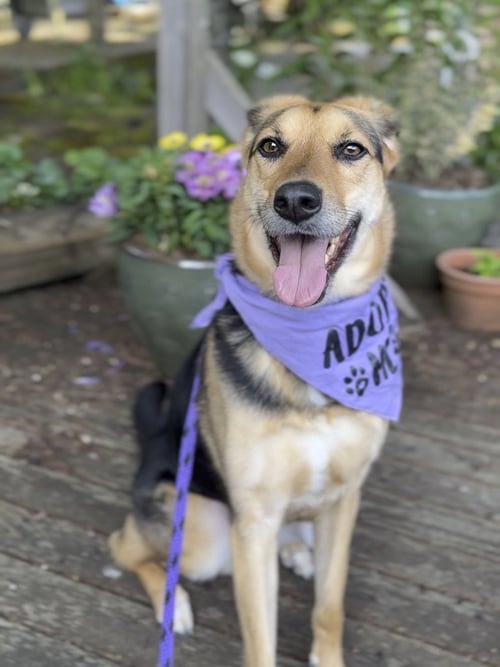 BASIL - Shepherd / Hound available for adoption