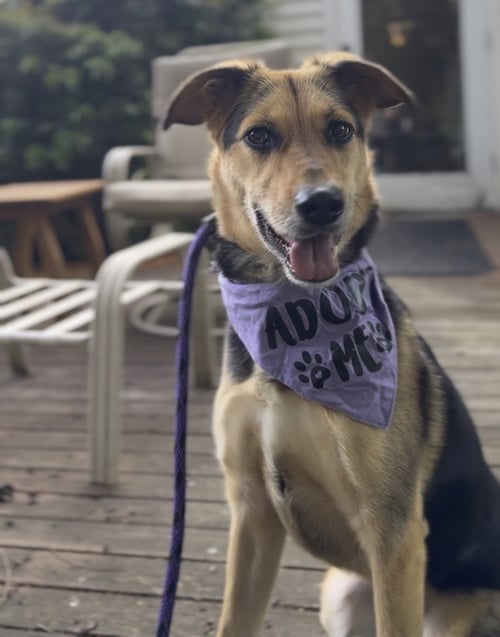 BASIL - Shepherd / Hound available for adoption