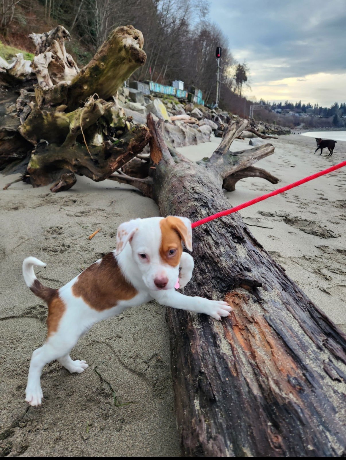 EGGS -ADOPTION PENDING - Terrier / Australian Shepherd available for adoption