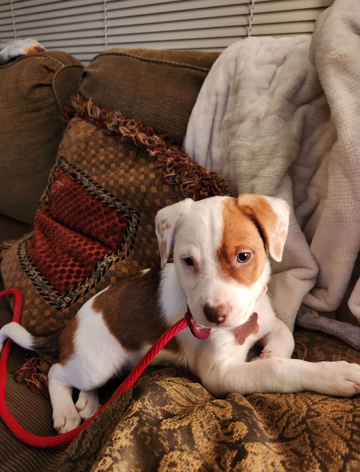 EGGS -ADOPTION PENDING - Terrier / Australian Shepherd available for adoption