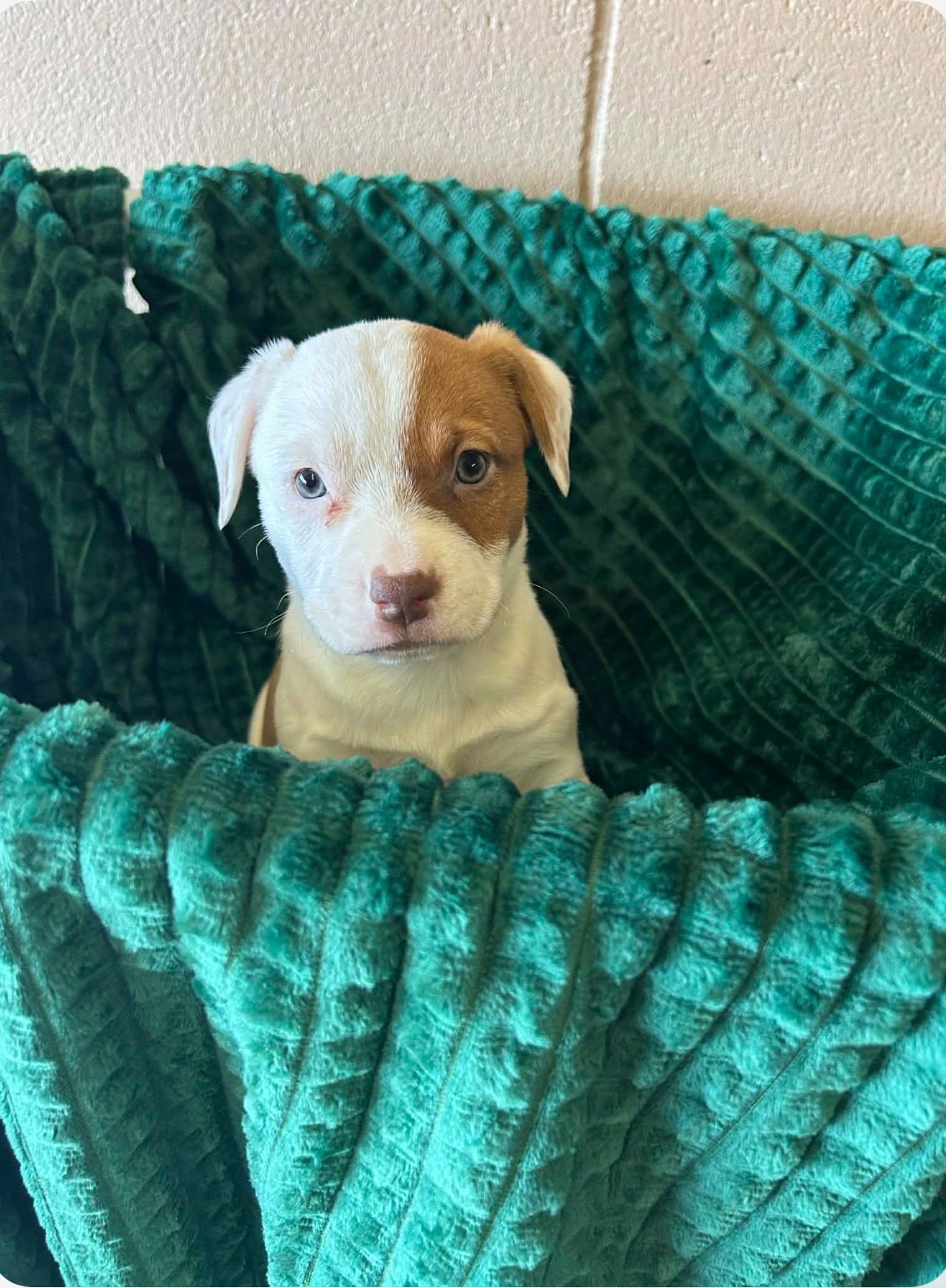 Eggs -Adoption Pending - Photo 3