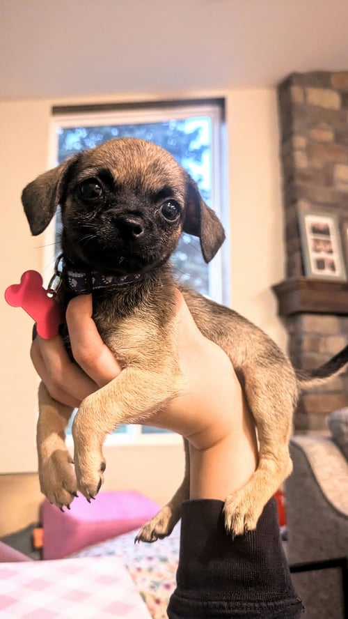 BUG - Pug available for adoption