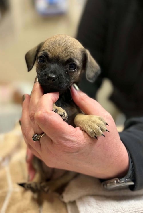 BUG - Pug available for adoption