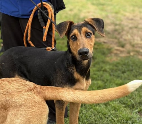 WALKER - Doberman Pinscher / German Shepherd Dog available for adoption