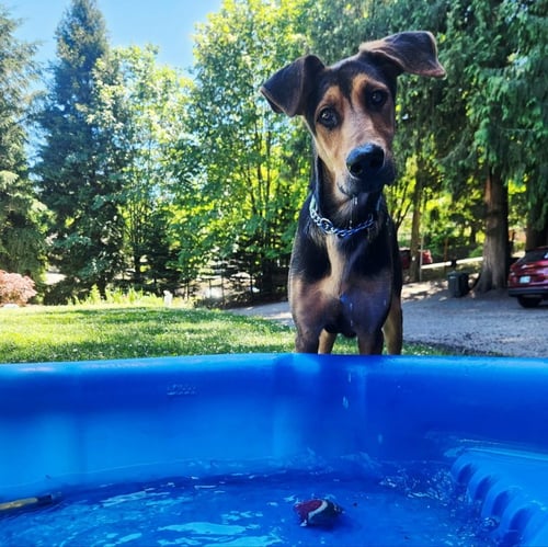 WALKER - Doberman Pinscher / German Shepherd Dog available for adoption
