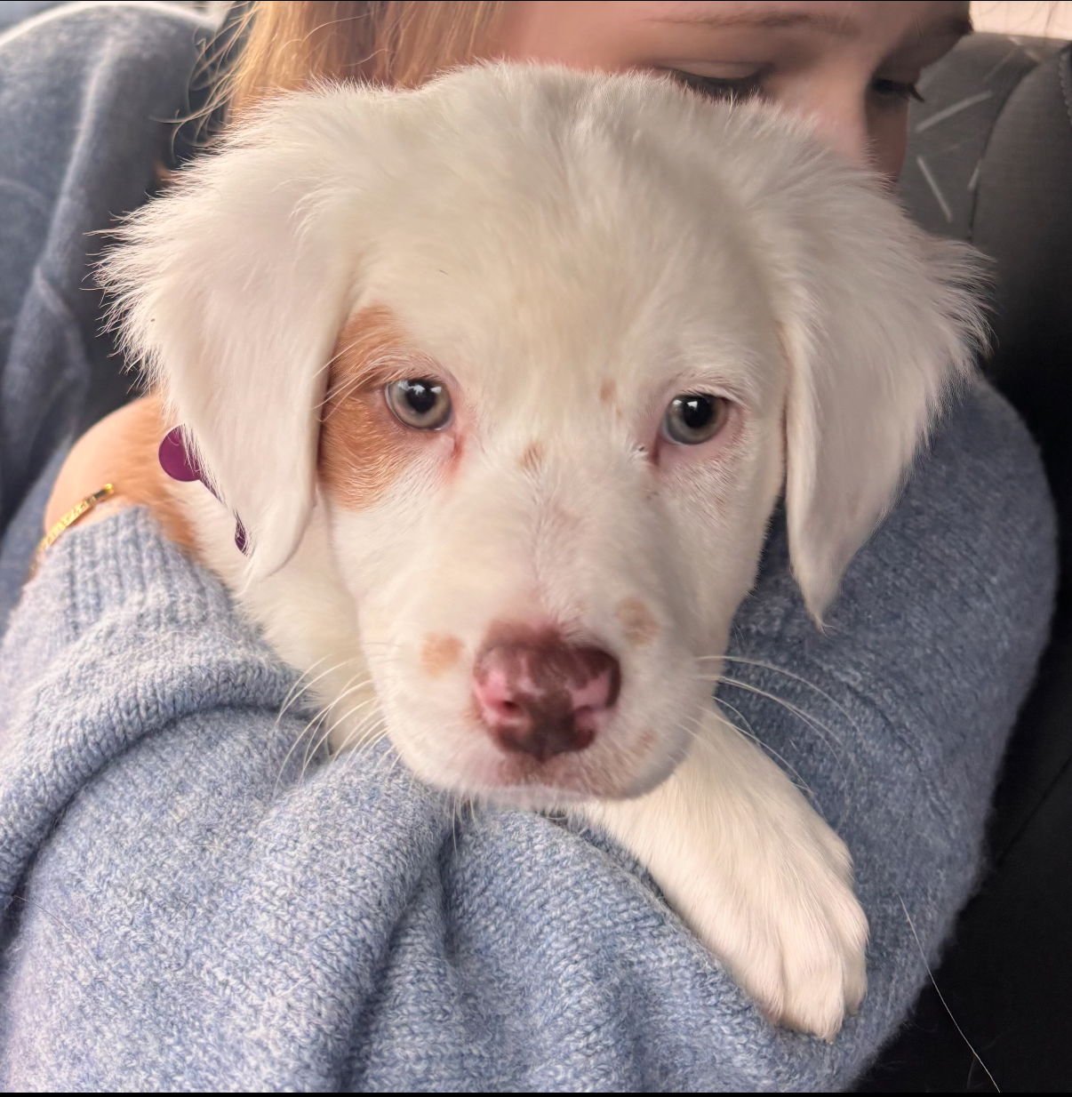 CHEESE - ADOPTION PENDING - Terrier / Australian Shepherd available for adoption