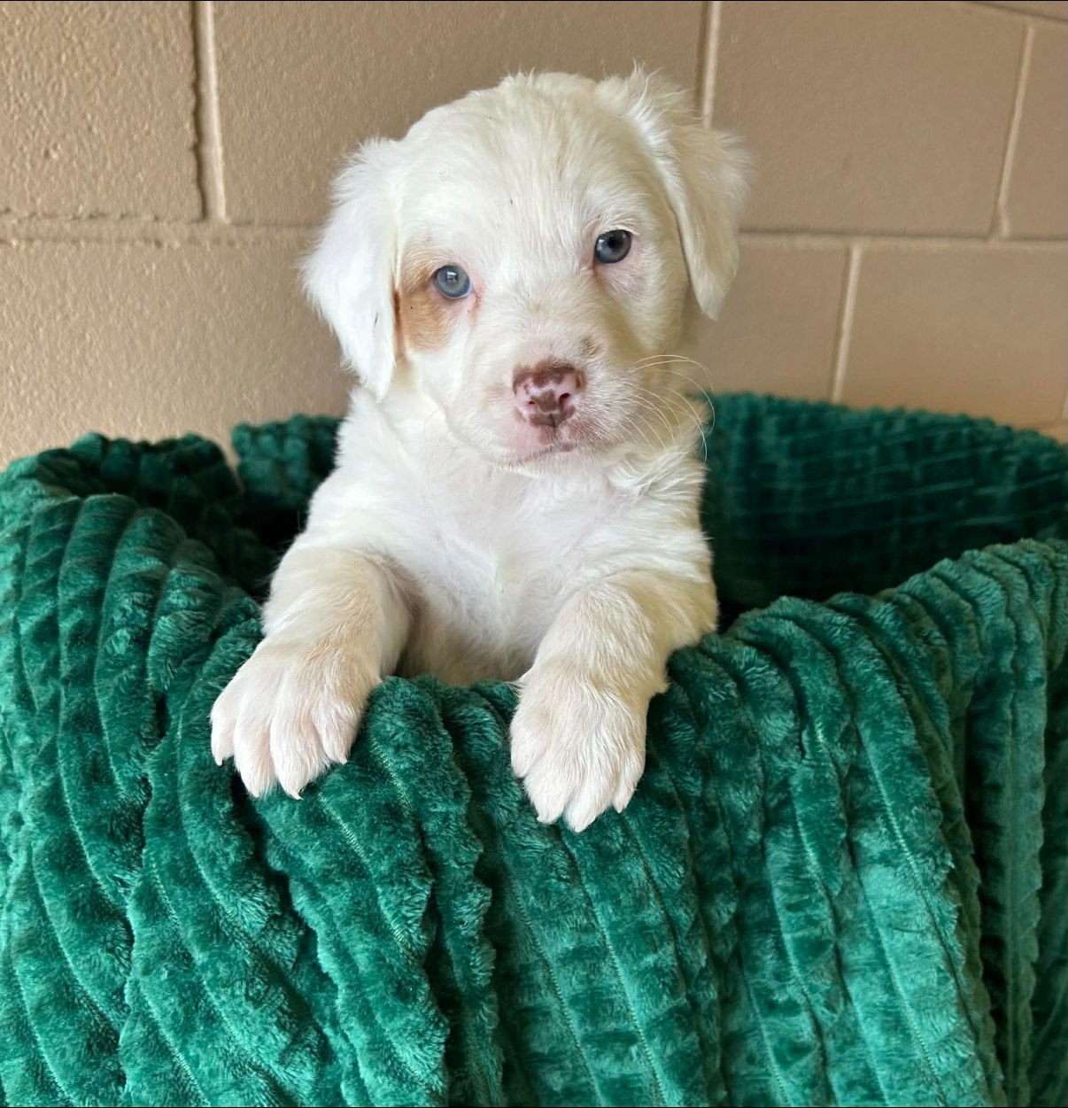 CHEESE - ADOPTION PENDING - Terrier / Australian Shepherd available for adoption