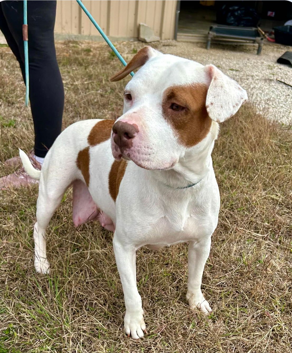 Cheese - ADOPTION PENDING - Photo 3