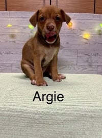 Argie - Photo 5