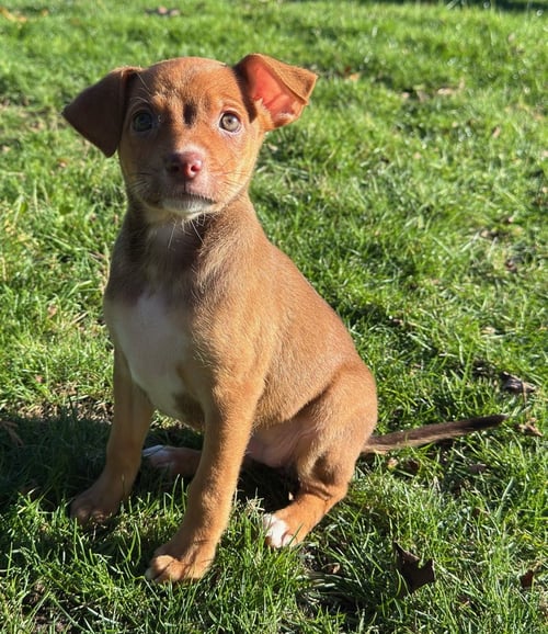 ARGIE - Terrier available for adoption