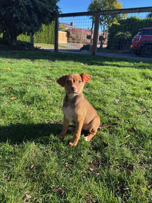 ARGIE - Terrier available for adoption