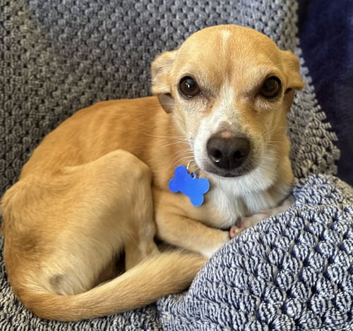 TIMON - PENDING - Chihuahua available for adoption