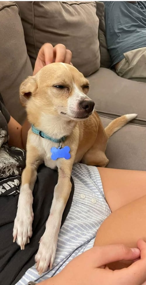 TIMON - PENDING - Chihuahua available for adoption