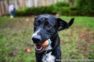 JOE JACKSON - Great Dane / German Shepherd Dog available for adoption